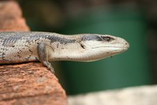 Blue-tongued Lizard On Bricks Stock Photos Blue-tongued Lizard On Bricks Stock Photos