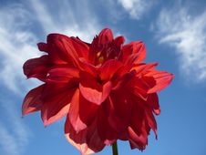 Dahlia Stock Images Dahlia Stock Images
