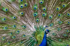 Peacock Royalty Free Stock Photos