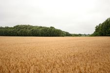 Rye Field Royalty Free Stock Photography Rye Field Royalty Free Stock Photography