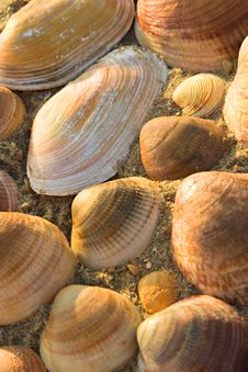 Golden Seashells Stock Photos Golden Seashells Stock Photos