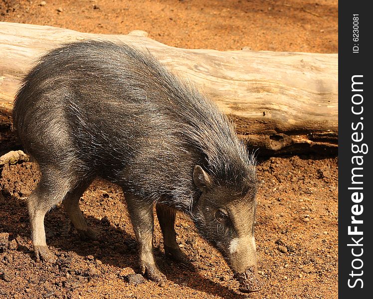 Baby wart hog playing in the mud. Baby wart hog playing in the mud