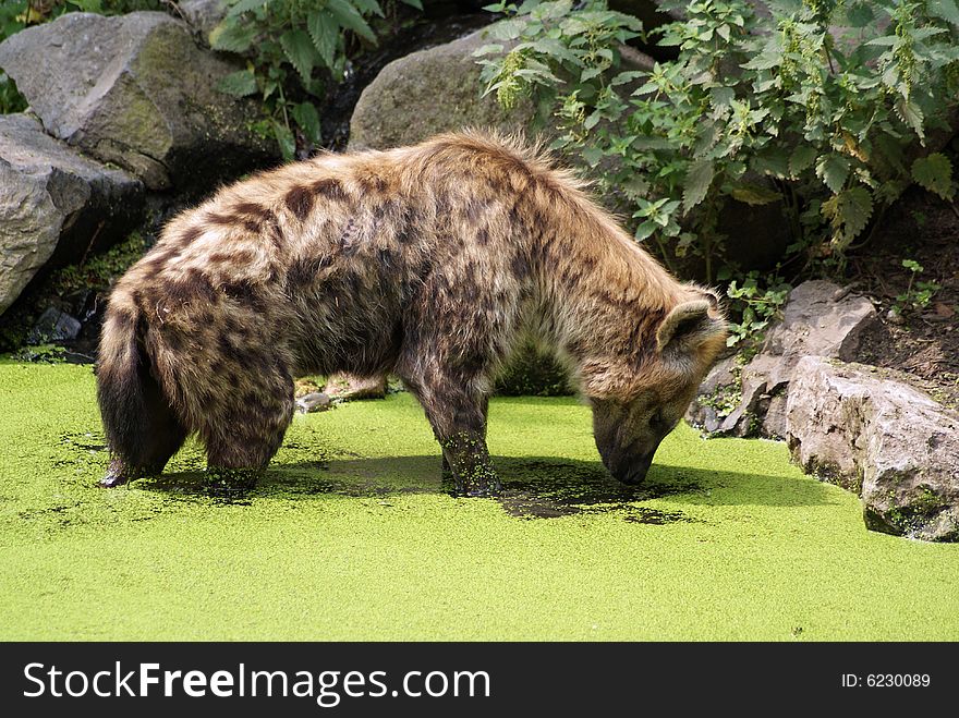 This hyena is looking for some fresh water