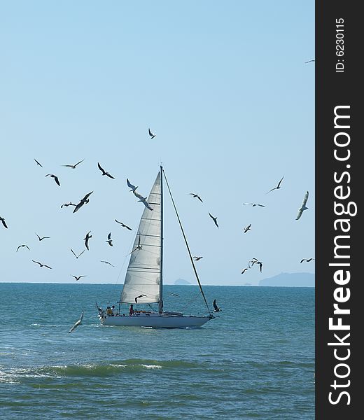 Seagulls around a sailing boat