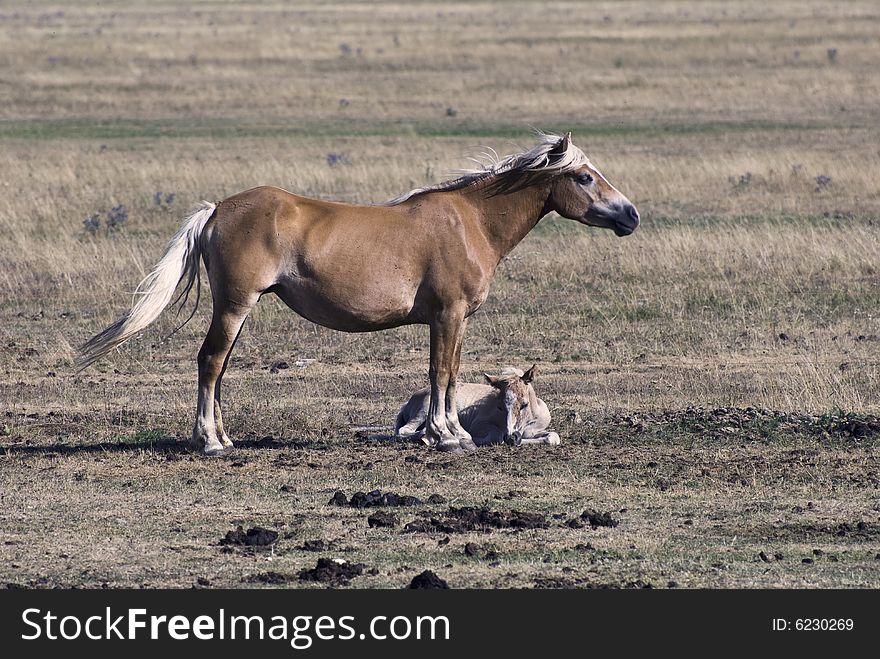 Horse And Pet, Monti Sibillini