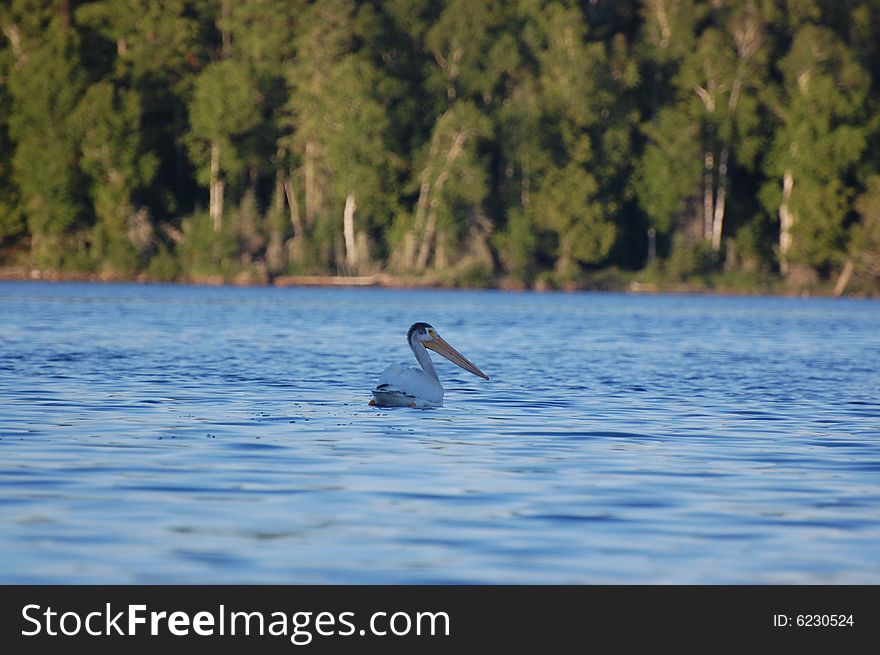 Pelican On The Lake