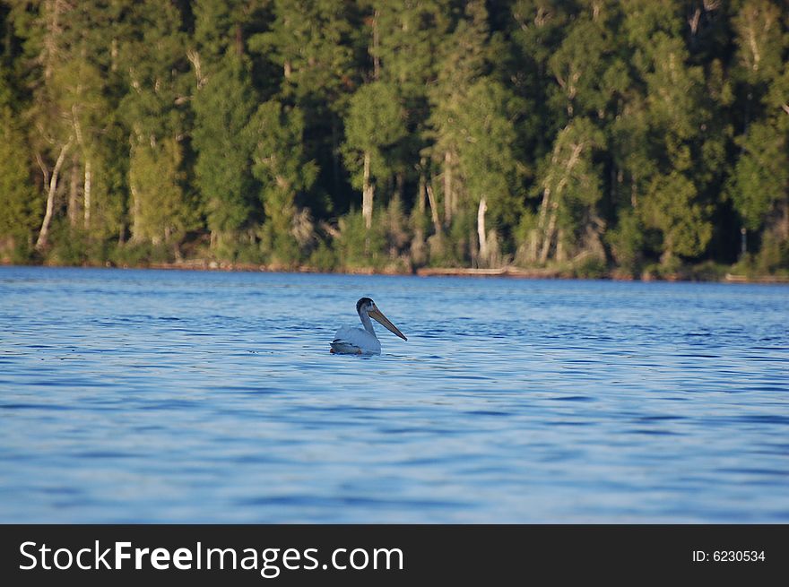 Single pelican taking a lone swim. Single pelican taking a lone swim