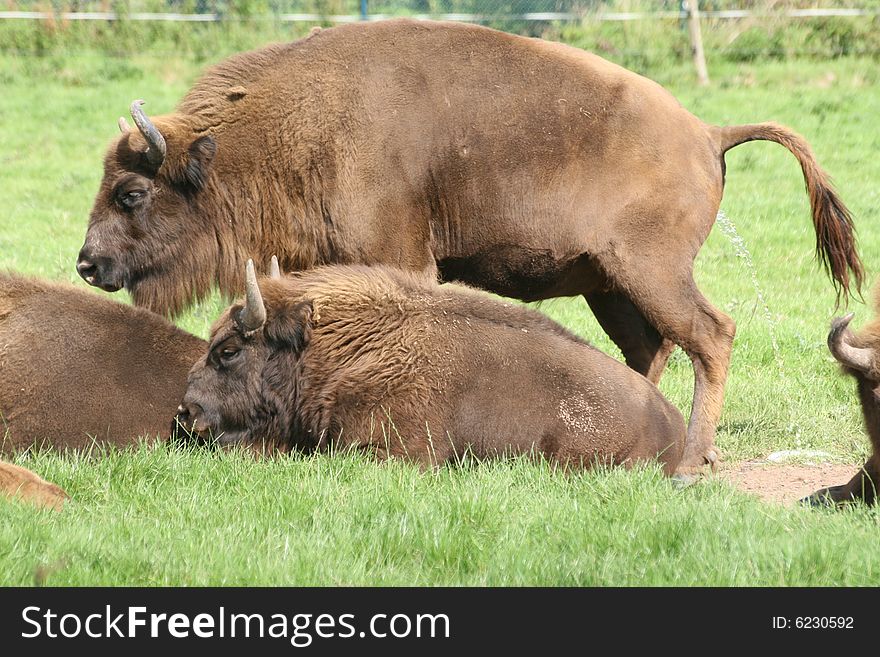 Bisons living generally in groups with good and bad sides of it