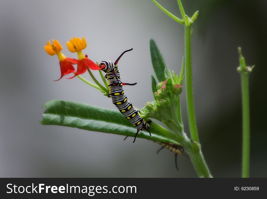 Close up shot of caterpillar on flower. Close up shot of caterpillar on flower.