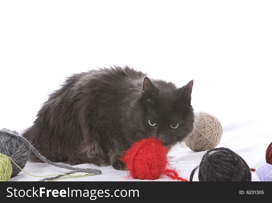 Cat among scattered balls of yarn. Cat among scattered balls of yarn