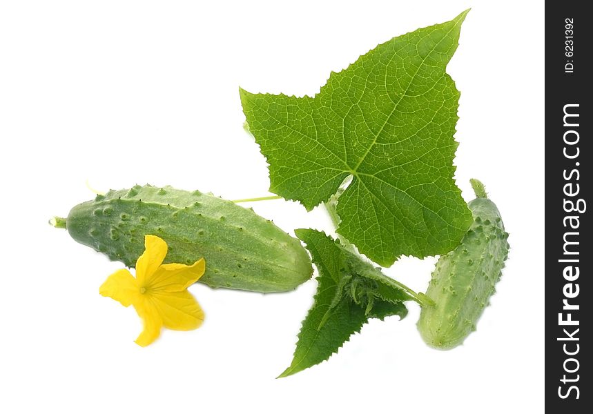 Green cucumbers with leaves and a yellow flower on a white background