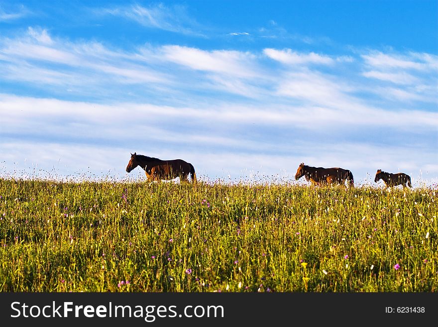 Horses On Green Meadow