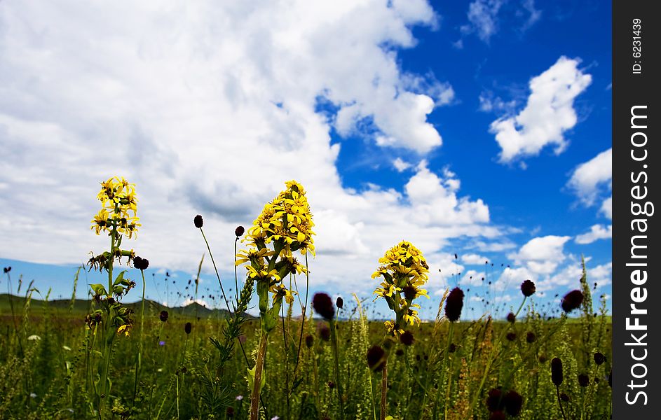 Meadow, the blue sky and white clouds. Meadow, the blue sky and white clouds