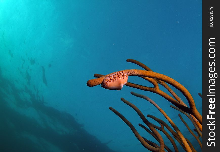 This shot was taken from underneath the flamingo tongue looking towards the surface. The blue water gives you the sense of depth. This shot was taken from underneath the flamingo tongue looking towards the surface. The blue water gives you the sense of depth.