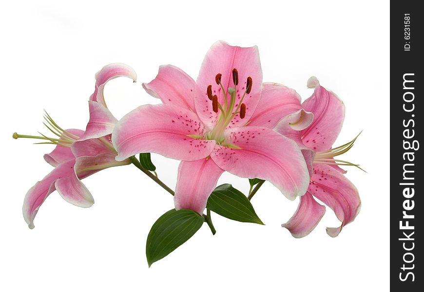 Beautiful flowers of a pink lilyes on a white background