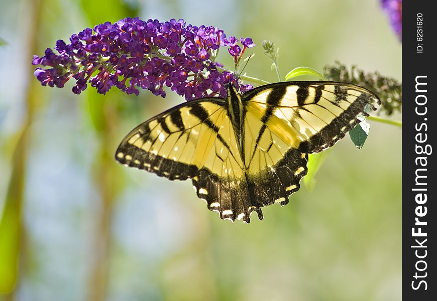 Yellowtail Butterfly