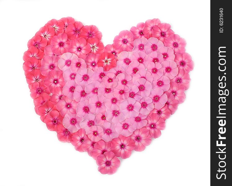 Heart from petals of a phlox. Heart from petals of a phlox