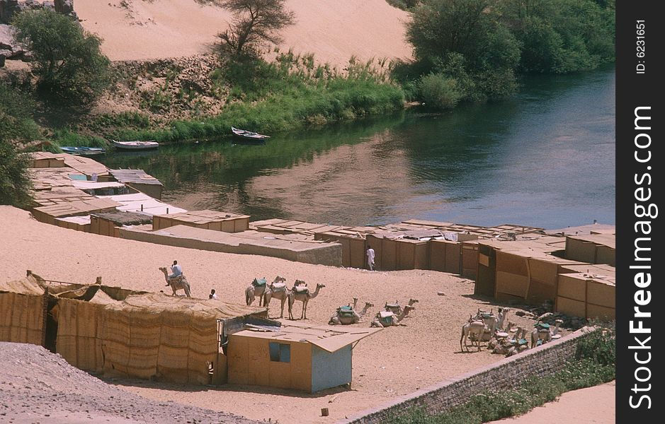 Camels alongside the Nile River near Luxor, Egypt. Camels alongside the Nile River near Luxor, Egypt.