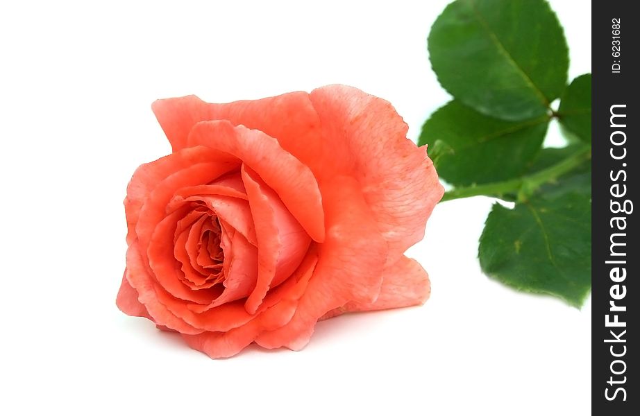 Flower of a beautiful scarlet rose on a white background