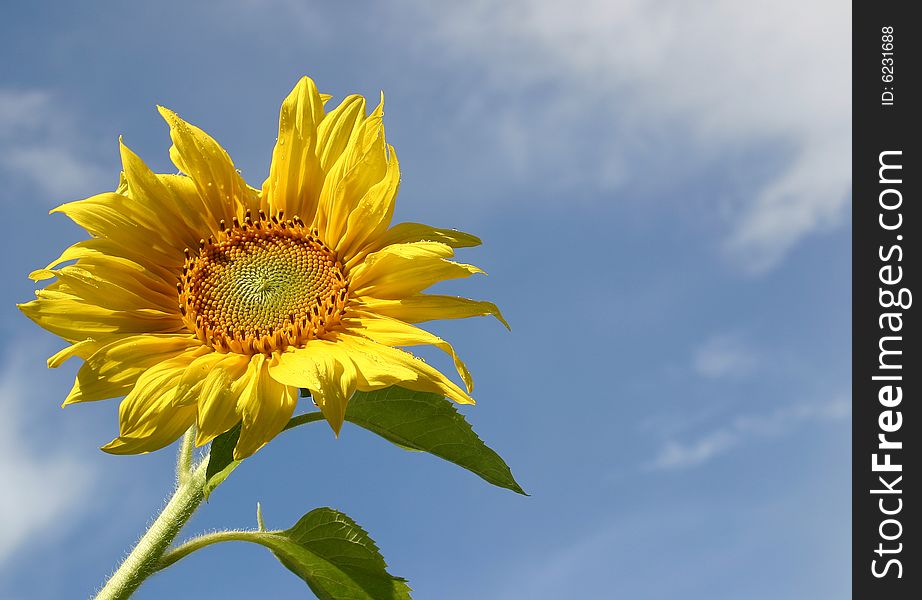 Yellow flower of a sunflower on a background of the blue sky