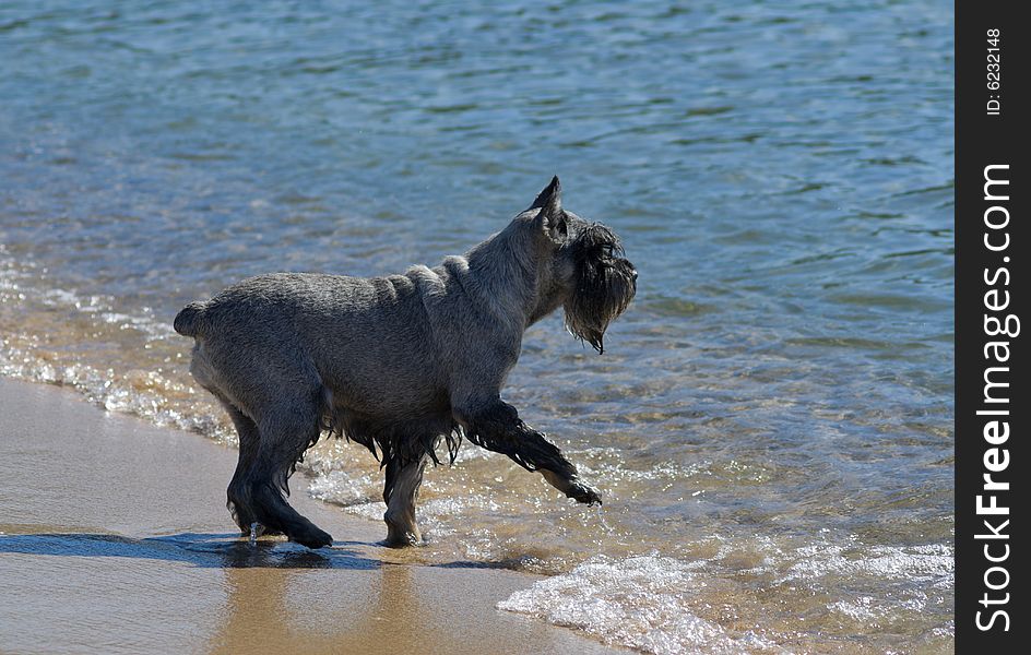 A dog on sand beach at edge of surf. A dog on sand beach at edge of surf.