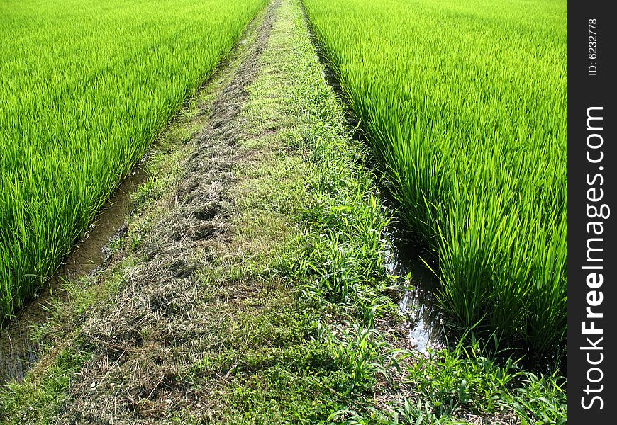 Pathway in the middle of a field