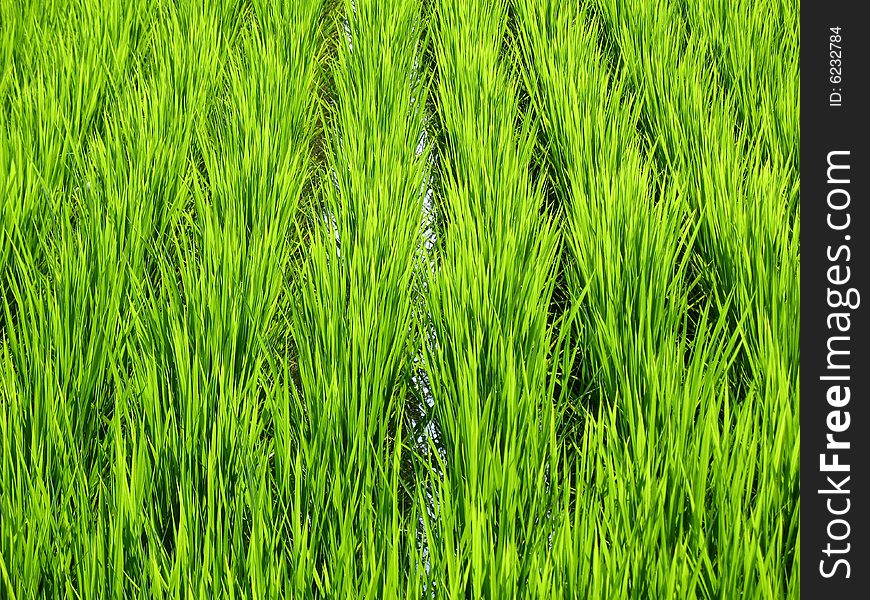 Luscious green wheat field