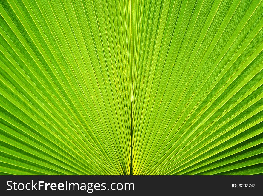 Macro image of a palm foliage.