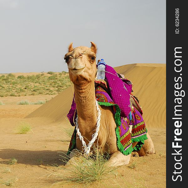 Camel resting in Tar desert, Rajastan, India