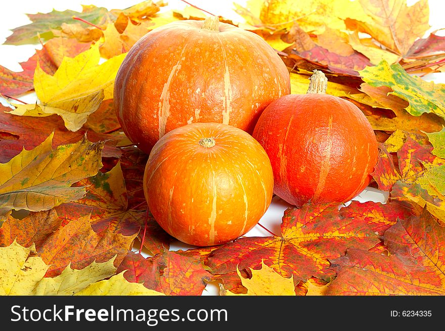 Three pumpkins between colorful autumn maple leaves. Three pumpkins between colorful autumn maple leaves