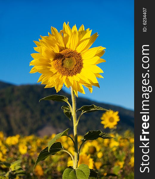 Sunflower on field near mountains