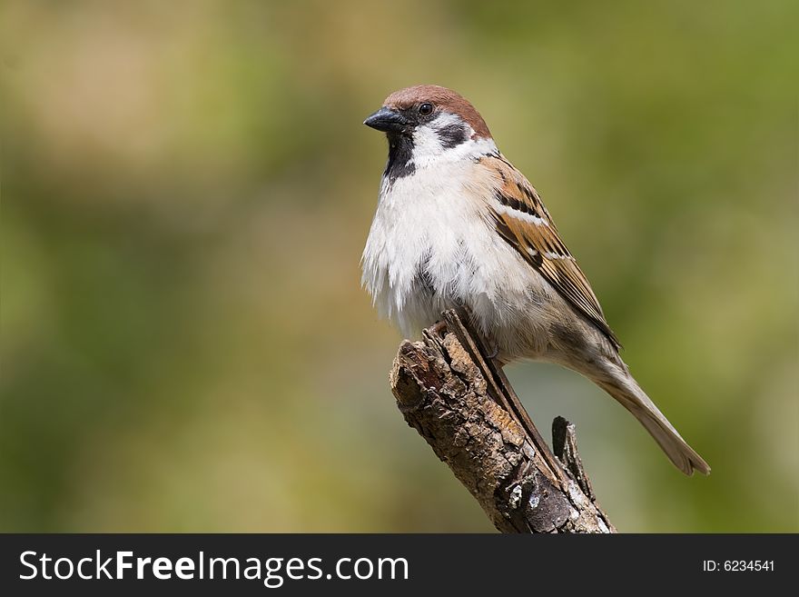 Bird - tree sparrow
Canon 400D + 400mm 5.6L