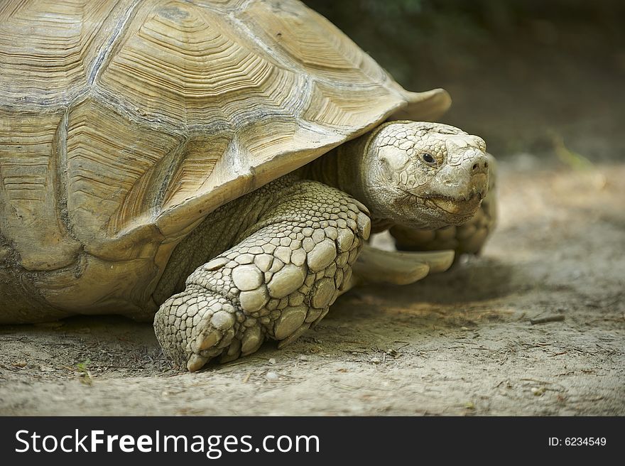 Portrait of a terrestrial spurred giant-turtle. Portrait of a terrestrial spurred giant-turtle