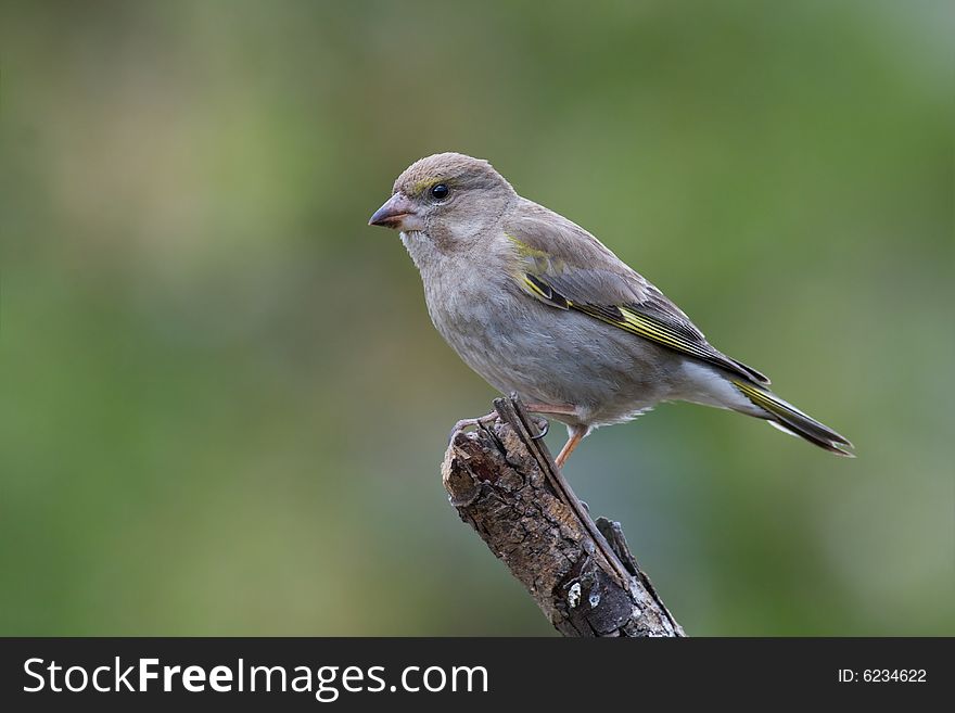 Bird - Greenfinch (Carduelis chloris)1