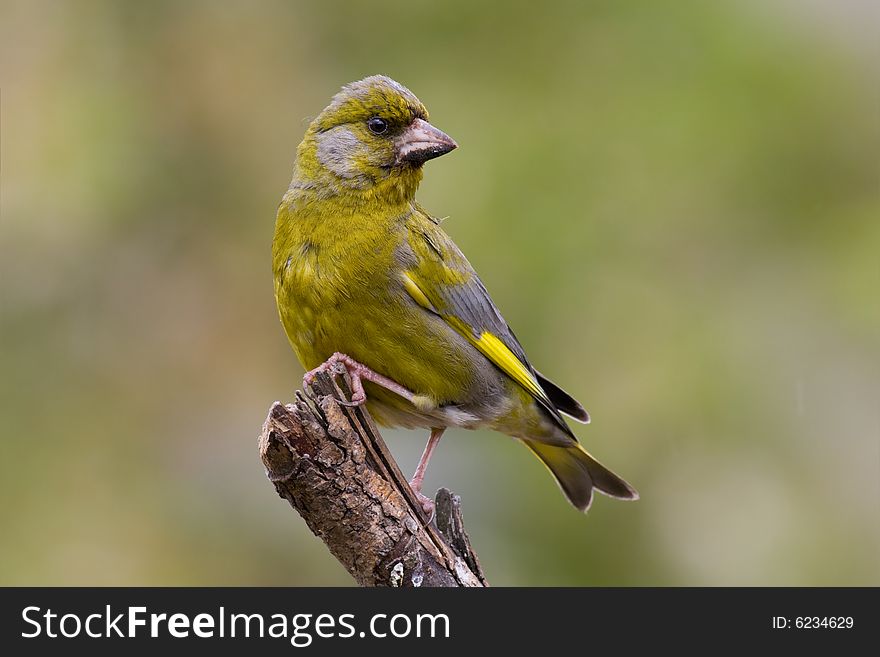 Bird - Greenfinch (Carduelis Chloris)