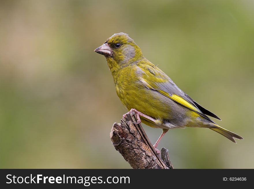 Bird - Greenfinch (Carduelis Chloris)