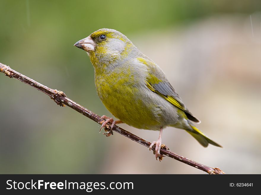 Bird - Greenfinch (Carduelis Chloris)