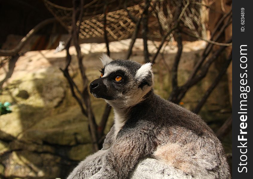 Lemur in the captivity at the skansen zoo