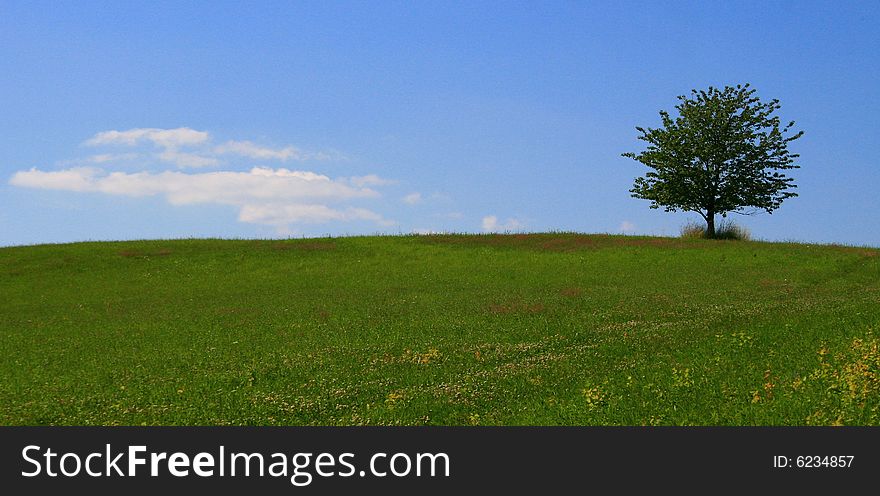 A solitary tree on a meadow in Bohemia. A solitary tree on a meadow in Bohemia