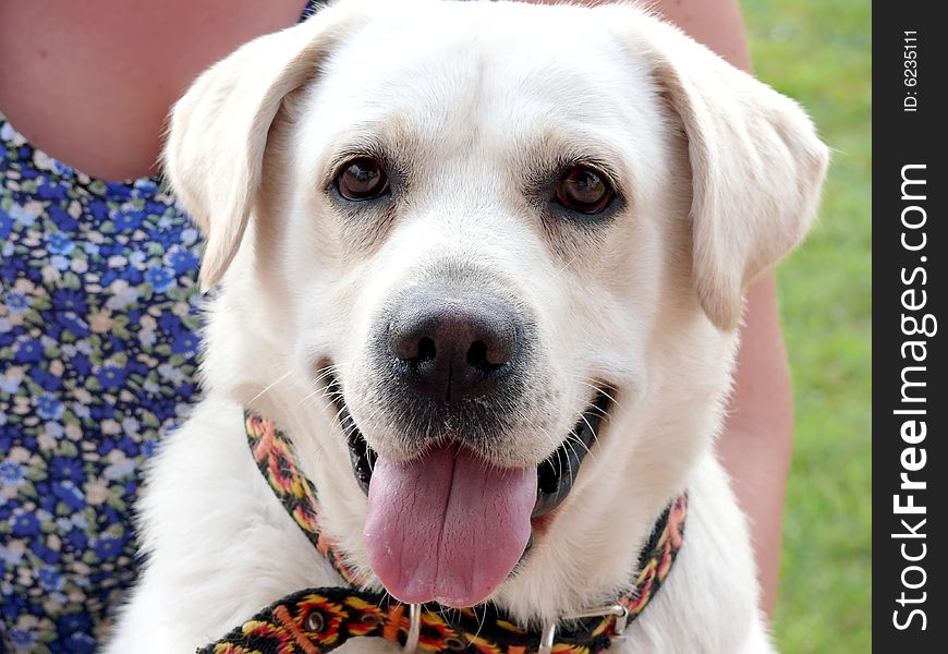 White labrador, sweet young dog