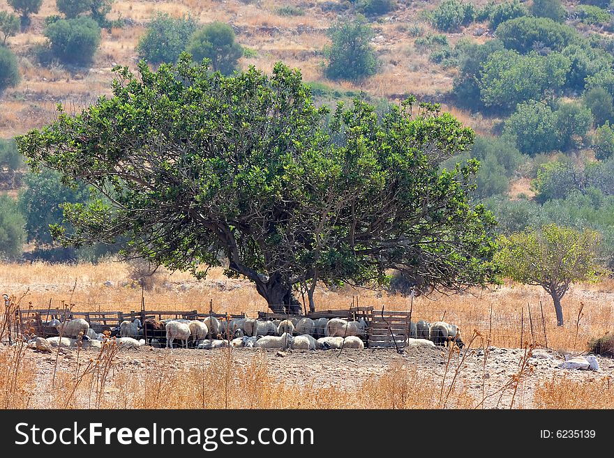 A flock of sheep resting under a big tree. A flock of sheep resting under a big tree