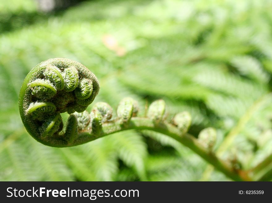 New green fern growth uncurling. New green fern growth uncurling