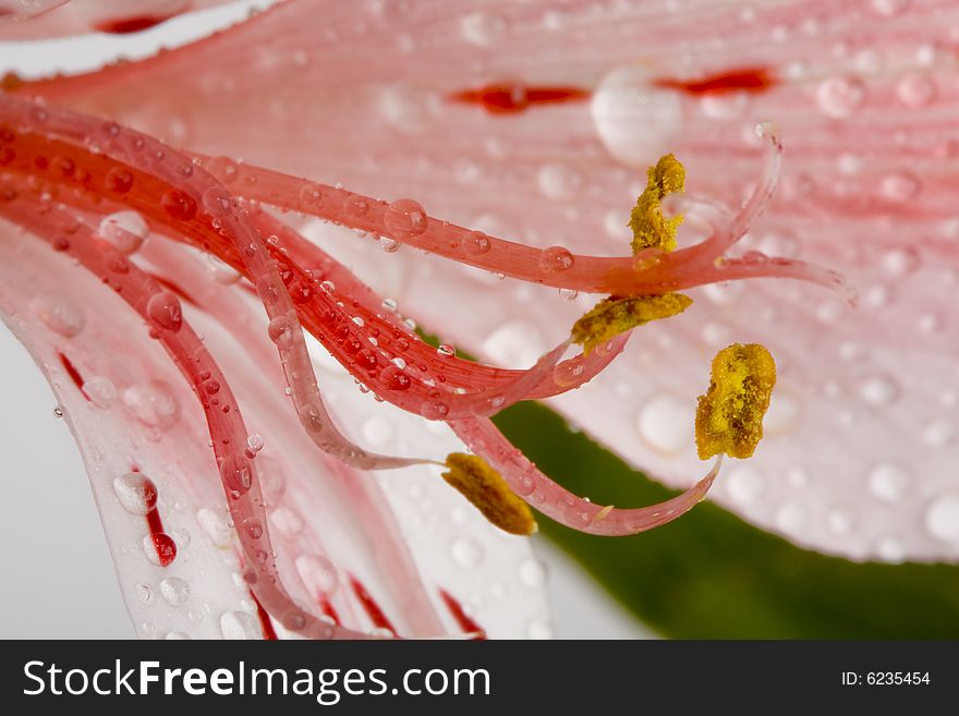 A macro photo of a flower, with very shallow depth of field. Natural colors.