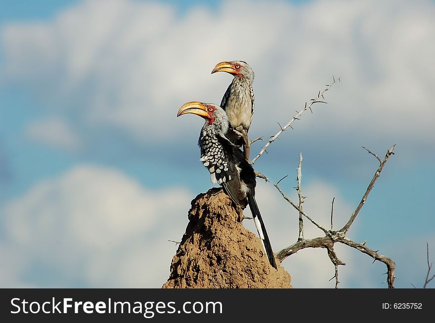 A pair of pre-historic like yellow-billed hornbills in Africa. A pair of pre-historic like yellow-billed hornbills in Africa