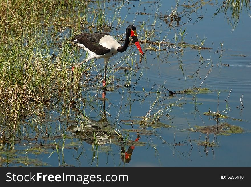 A saddle billed stork (ephippiorhynchus senegalensis) hunting for toads in a swamp. A saddle billed stork (ephippiorhynchus senegalensis) hunting for toads in a swamp.