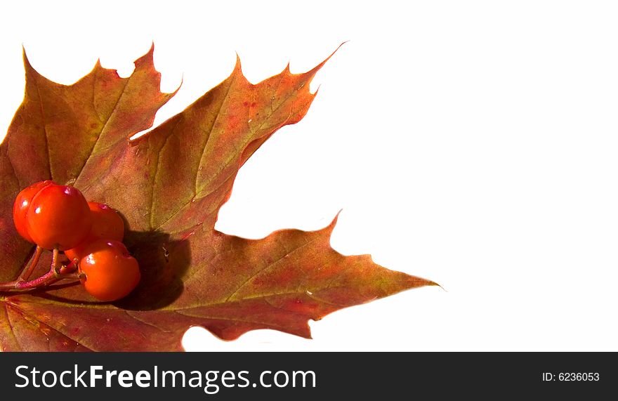 Mountain ash berrys on a maple leaf. Mountain ash berrys on a maple leaf