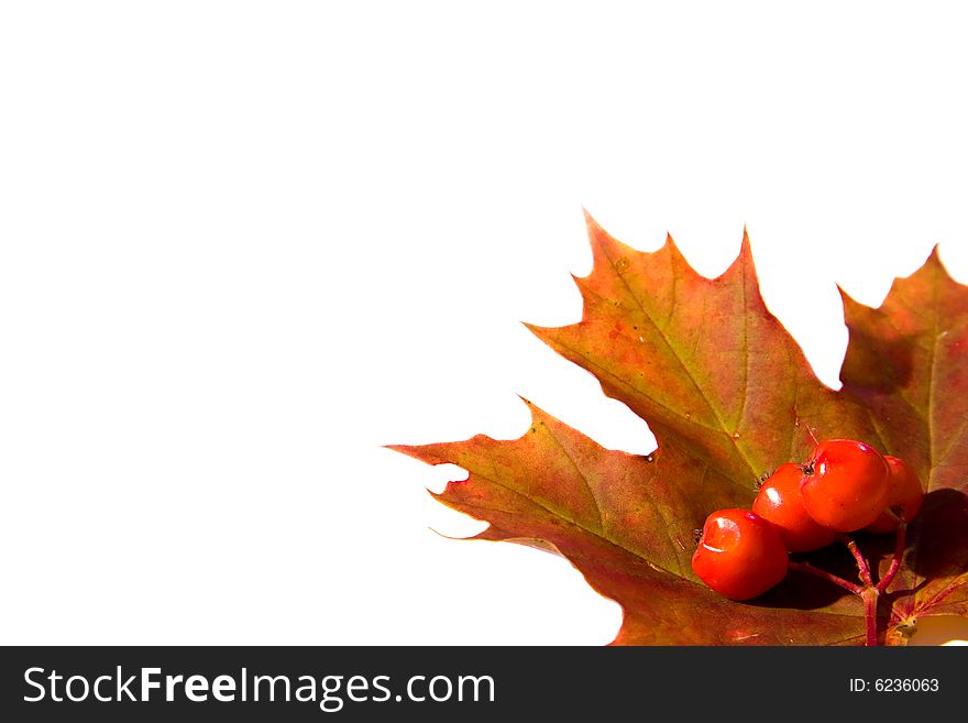 Mountain ash berrys on a maple leaf