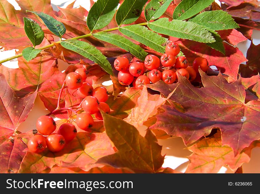 A forrest dessert plate, with maple leafs and mountain ash berrys. A forrest dessert plate, with maple leafs and mountain ash berrys