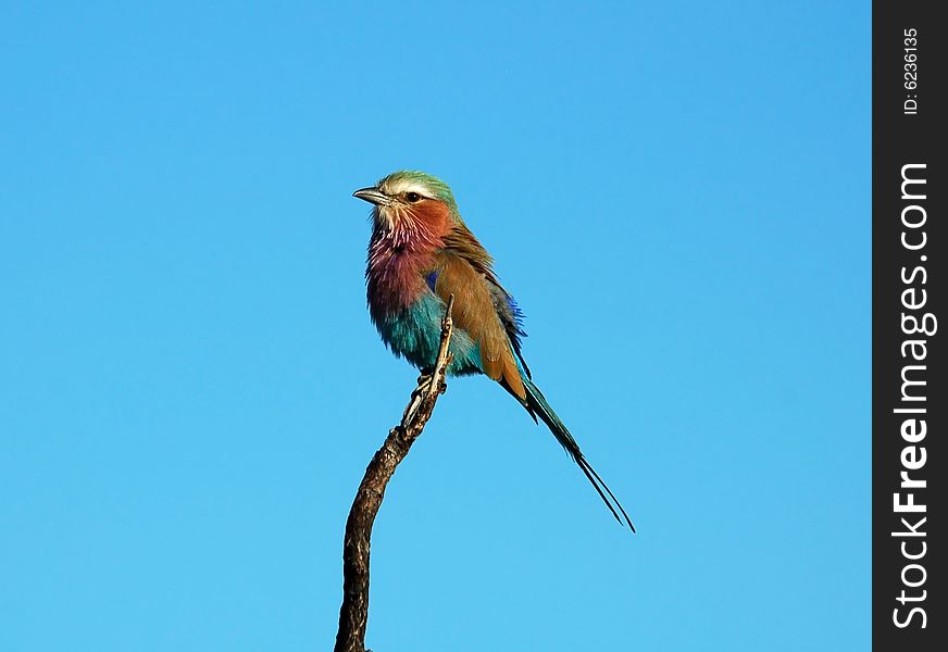 Lilacbreasted Roller in the Kruger National Park, South Africa.