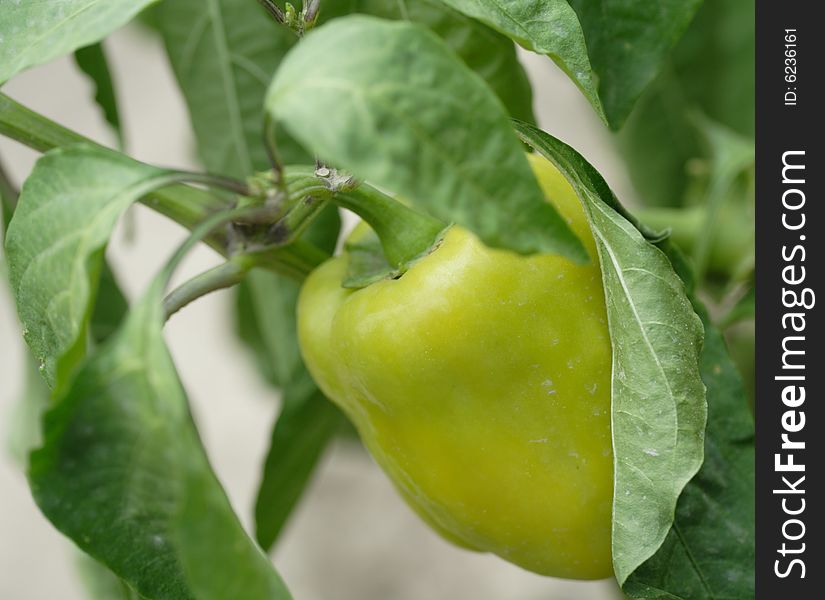 Green sweet bulgarian pepper on stem in kitchen garden. Green sweet bulgarian pepper on stem in kitchen garden